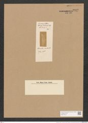 Achnanthes curvata L.-F. (de-Toni-Nr.: Genus 43, Species 1971) Zeichnungen Sammlung Grunow Nr. 3892 (NHMW-BOT-W0371612)
